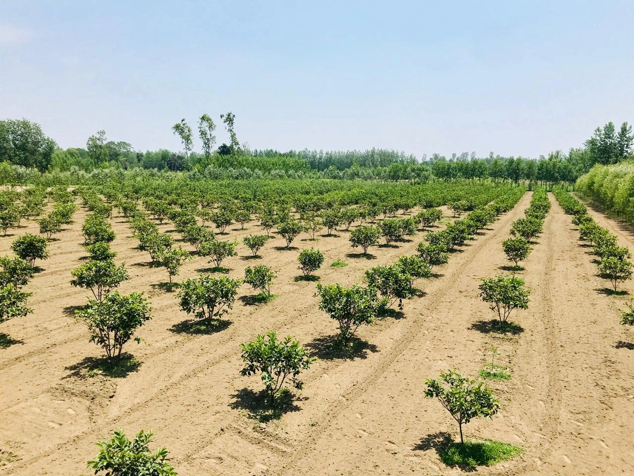 Agricultural growing environment